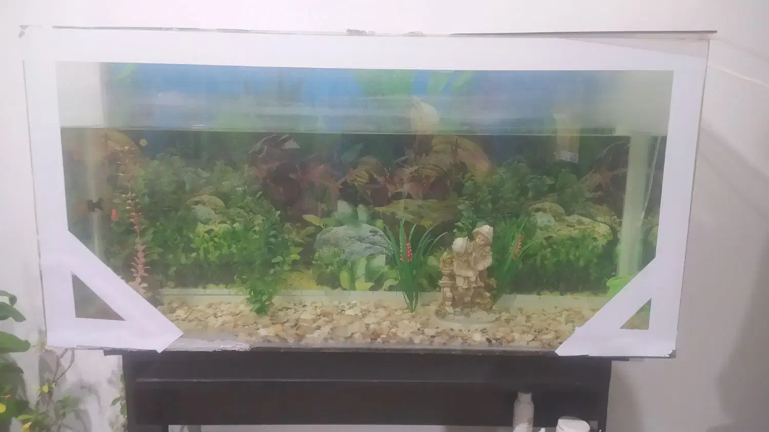 اکواریوم|ماهی|نقده, |دیوار