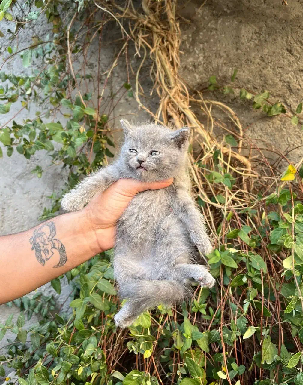 گربه بریتیش فلد بلو|گربه|محمودآباد, |دیوار