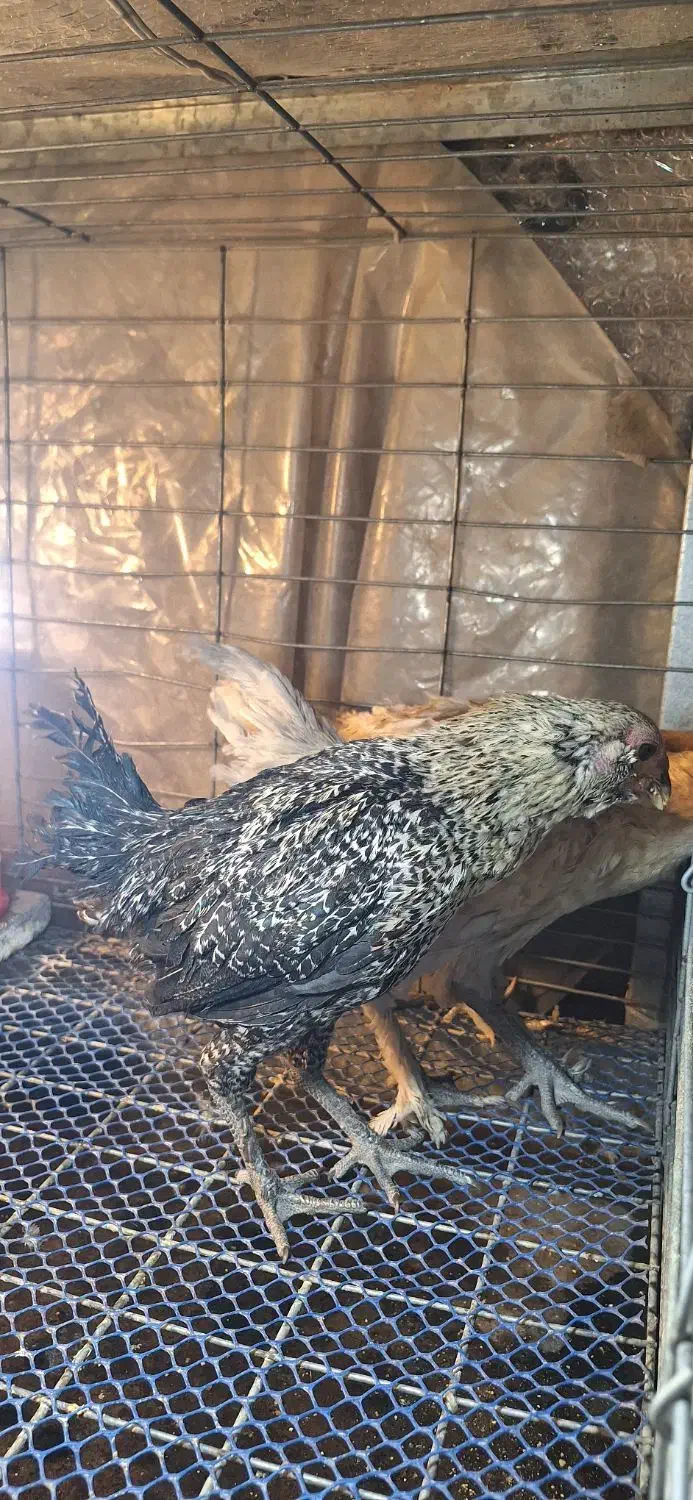 مرغ خروس|حیوانات مزرعه|تهران, افسریه شمالی|دیوار