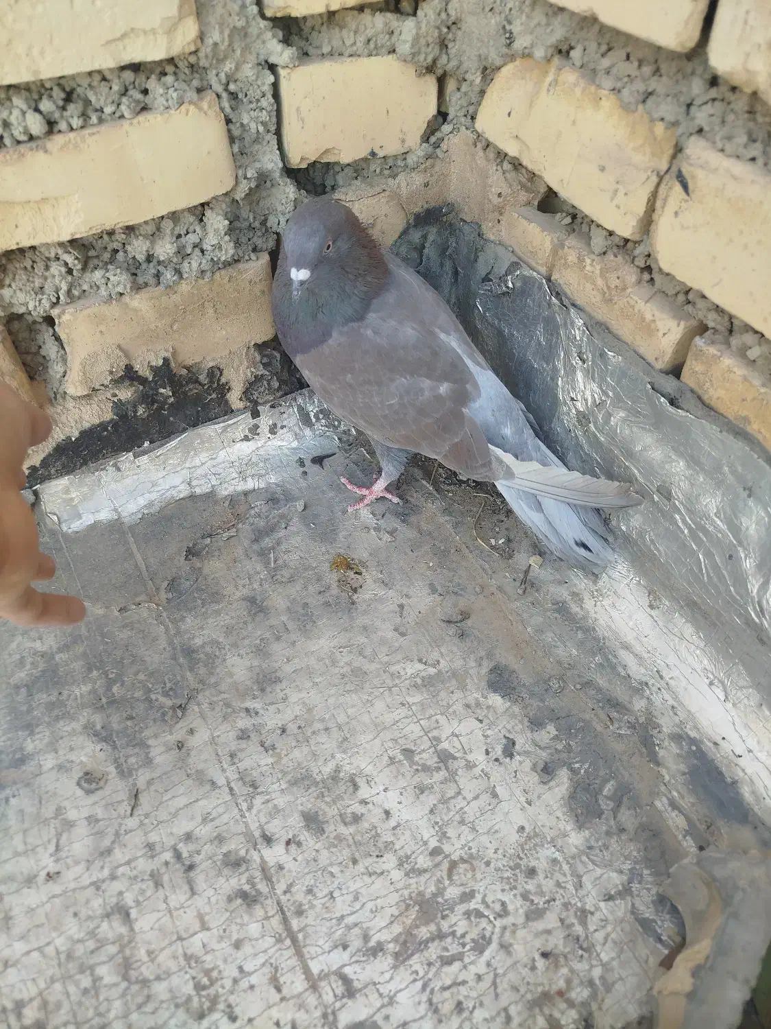 کله دم سبز|پرنده|خانمیرزا, |دیوار