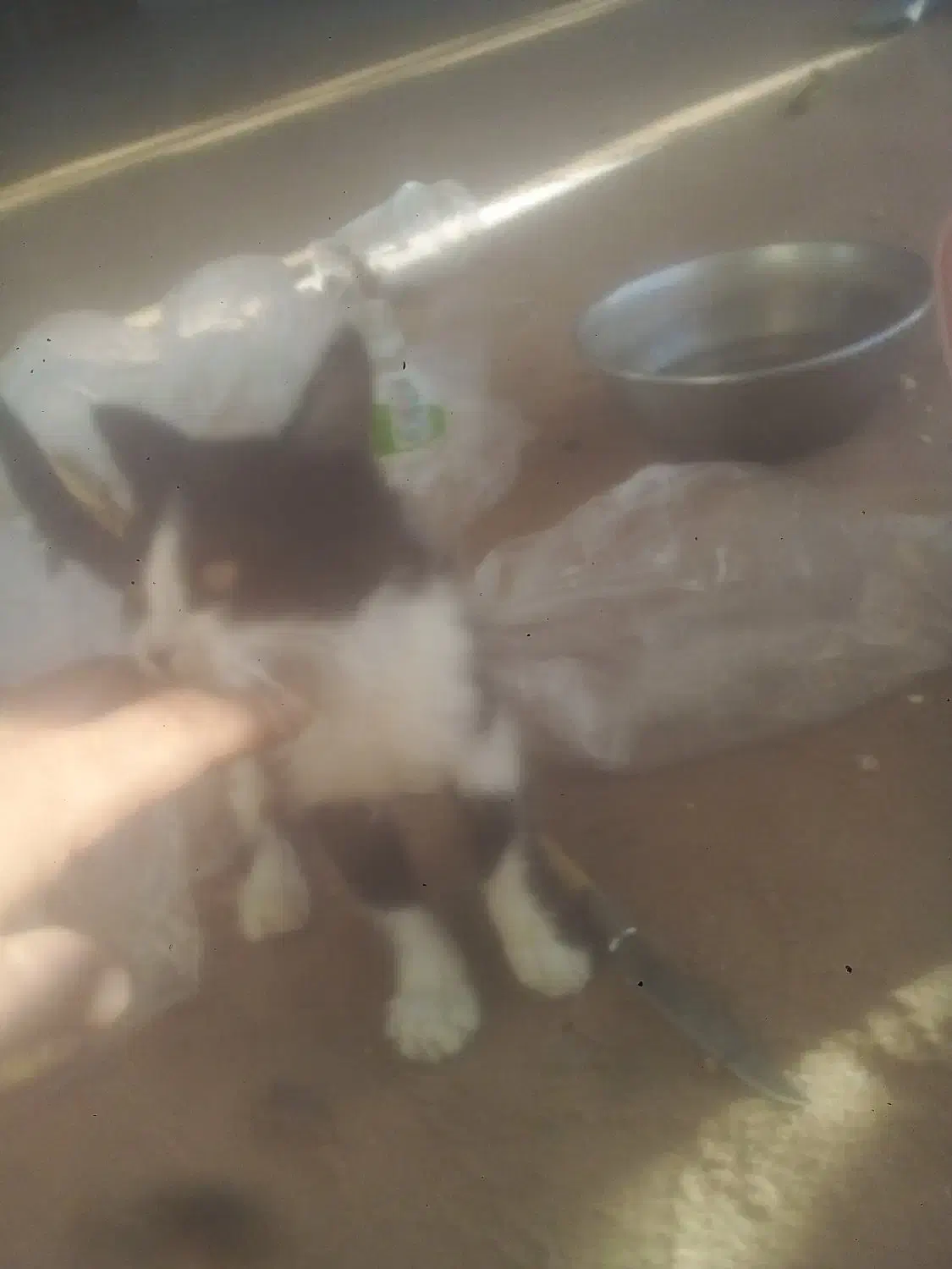 گربه دستی ملوس|گربه|زرقان, |دیوار