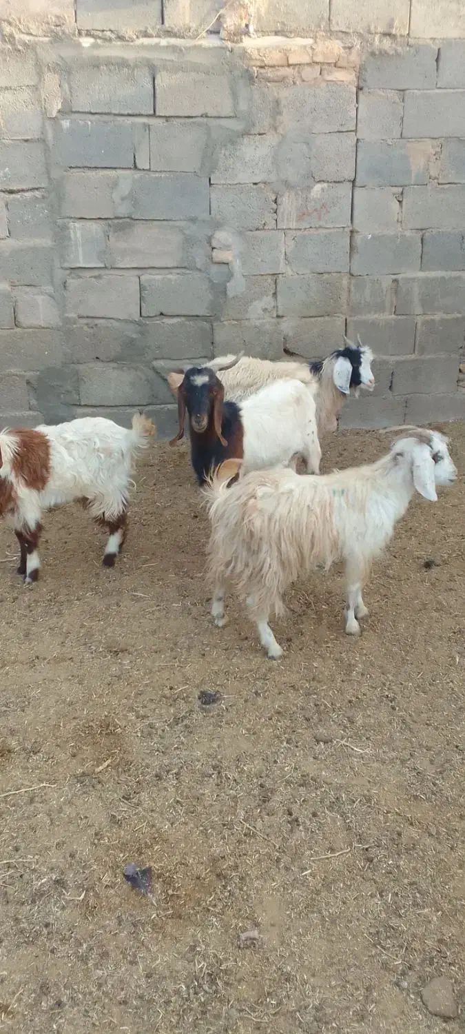۴راس بزغاله نر جمی گله گرد ودو بز بزغاله دار|حیوانات مزرعه|رضویه, |دیوار