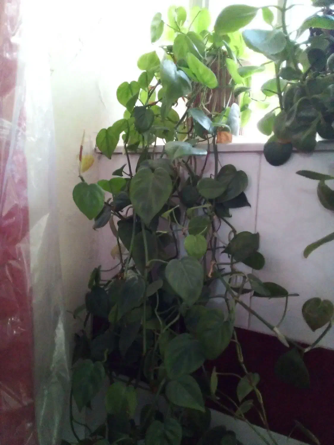 گلهای آپرتمانی|گل و گیاه طبیعی|یزد, |دیوار