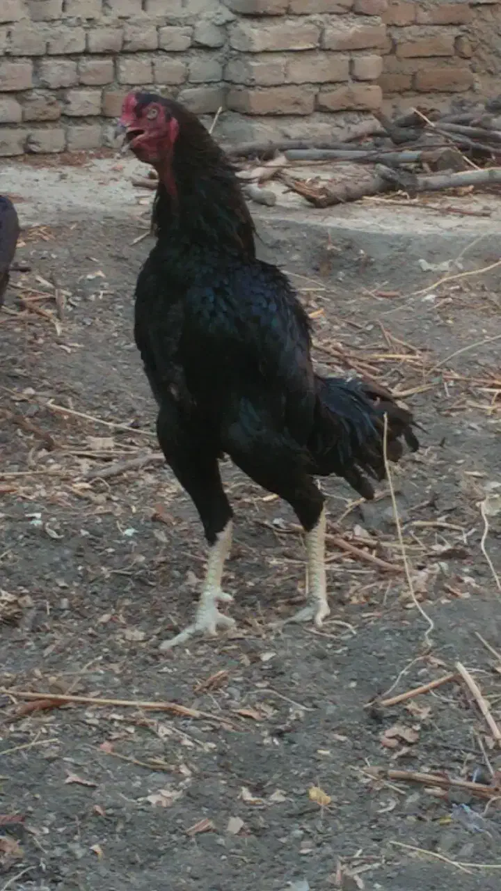 لاری اصل|حیوانات مزرعه|نقده, |دیوار