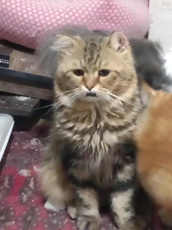 گربه پرشین میکس نر.آماده واگذاری|گربه|کرج, برغان|دیوار