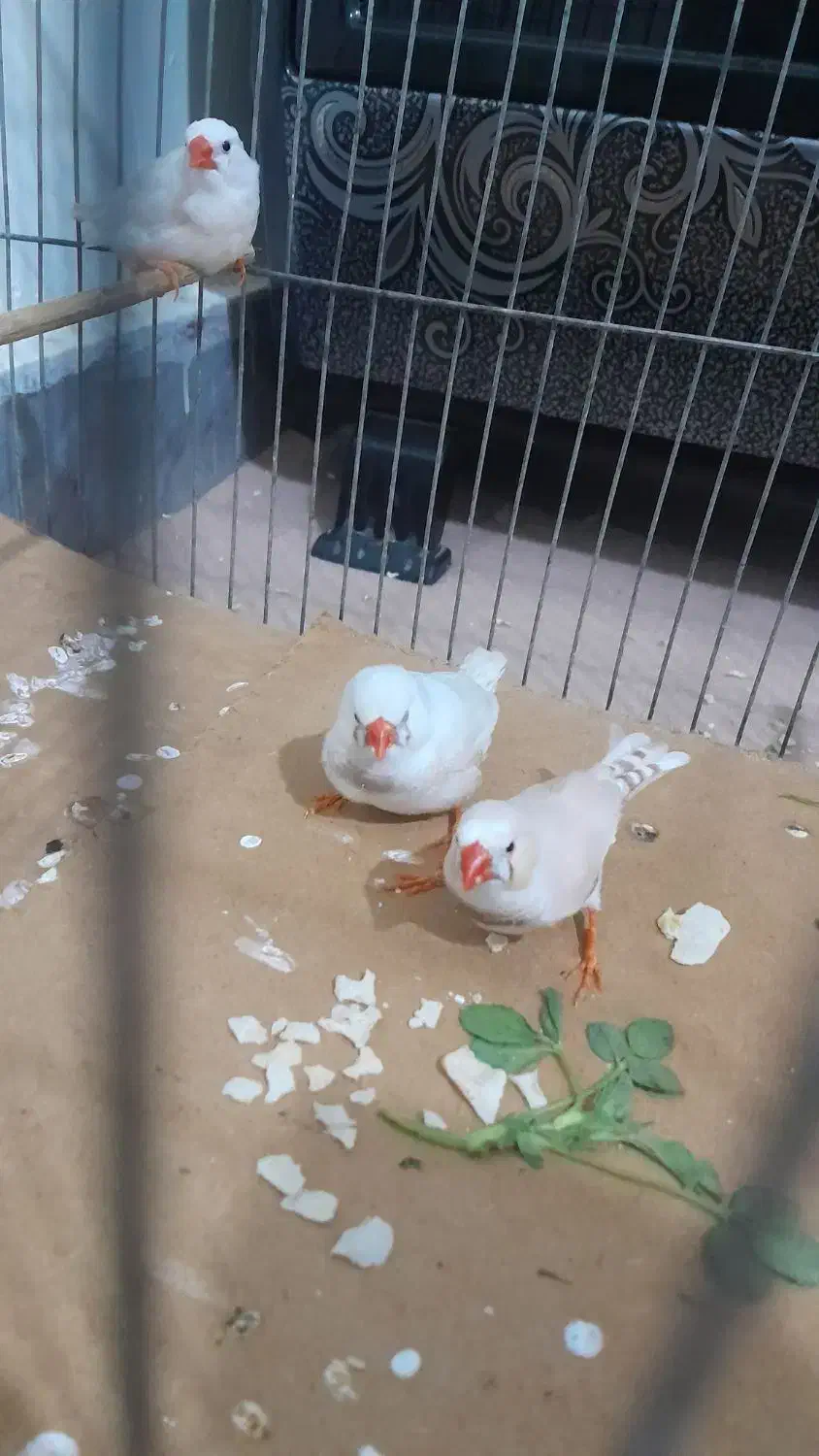 فنچ زیرا|پرنده|بوئین زهرا, |دیوار