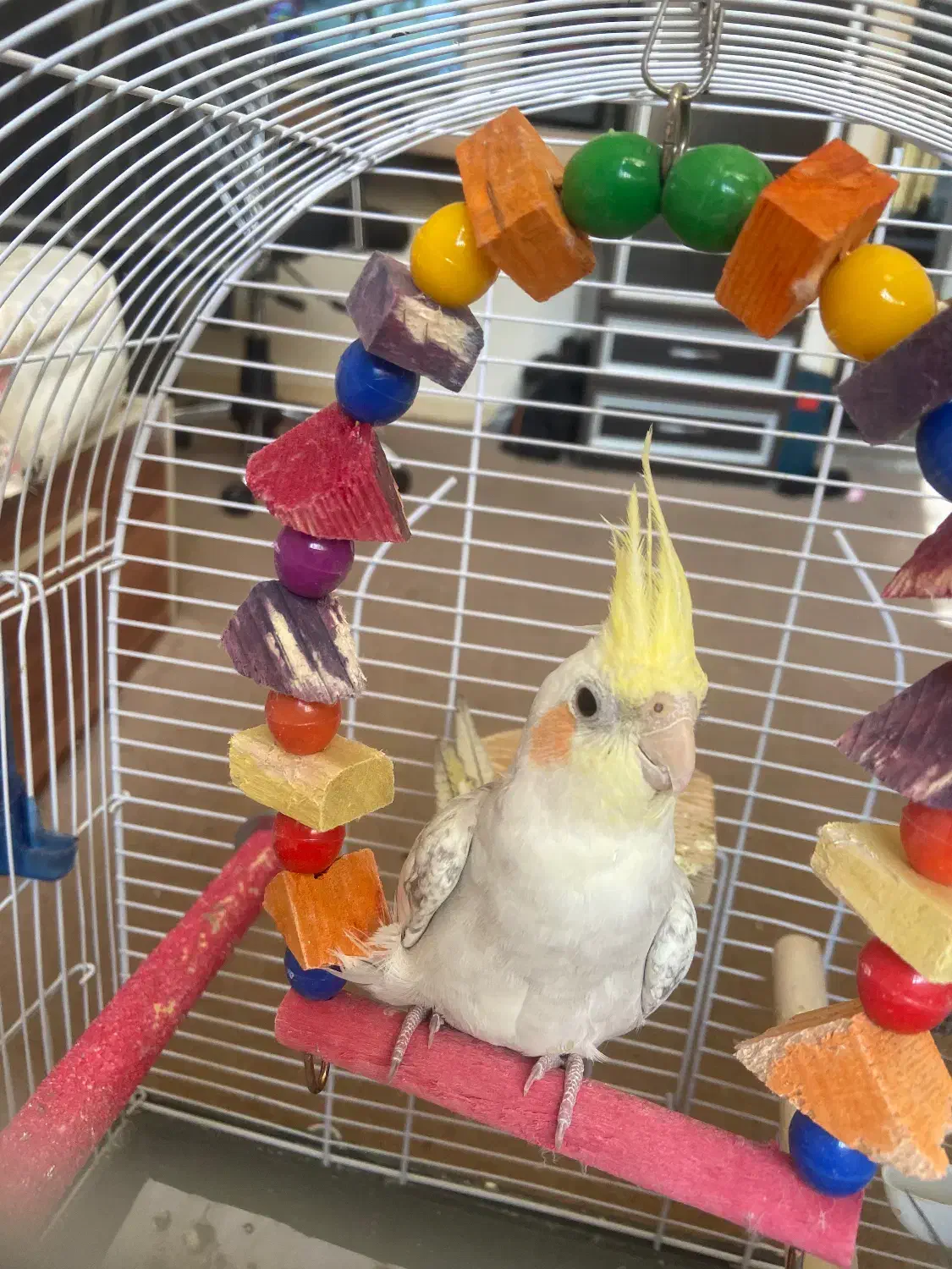 پرنده عروس هلندی|پرنده|تهران, تهرانپارس شرقی|دیوار