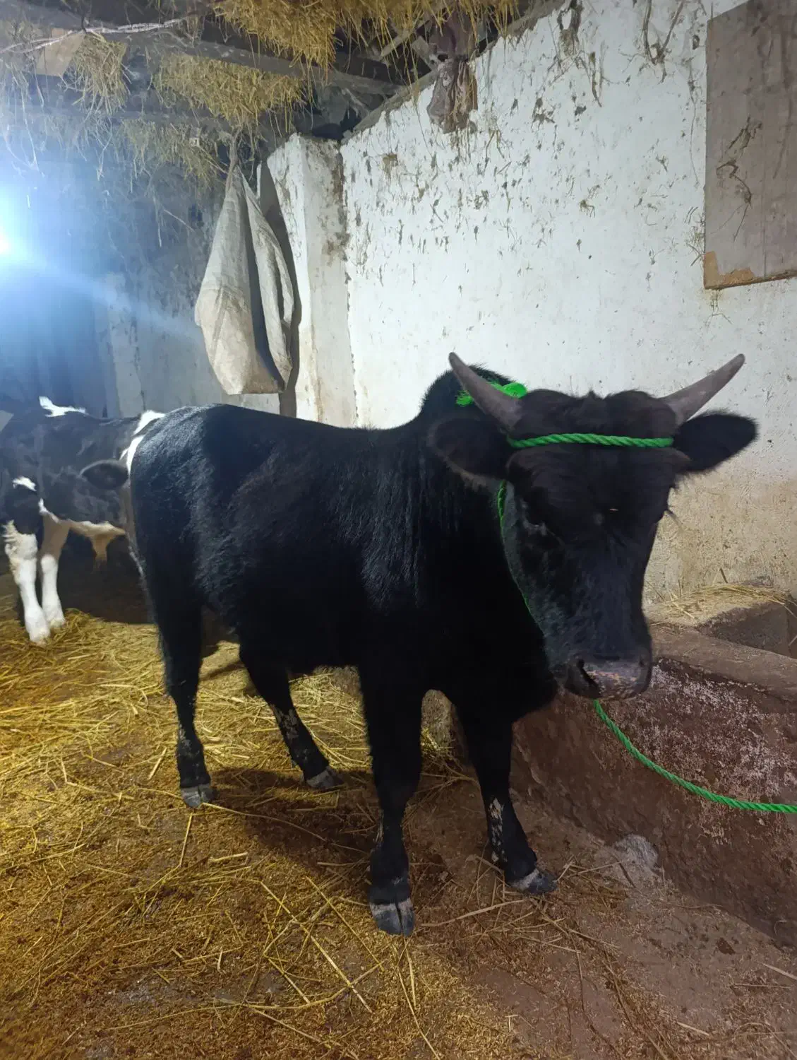 گاو نر|حیوانات مزرعه|احمدسرگوراب, |دیوار