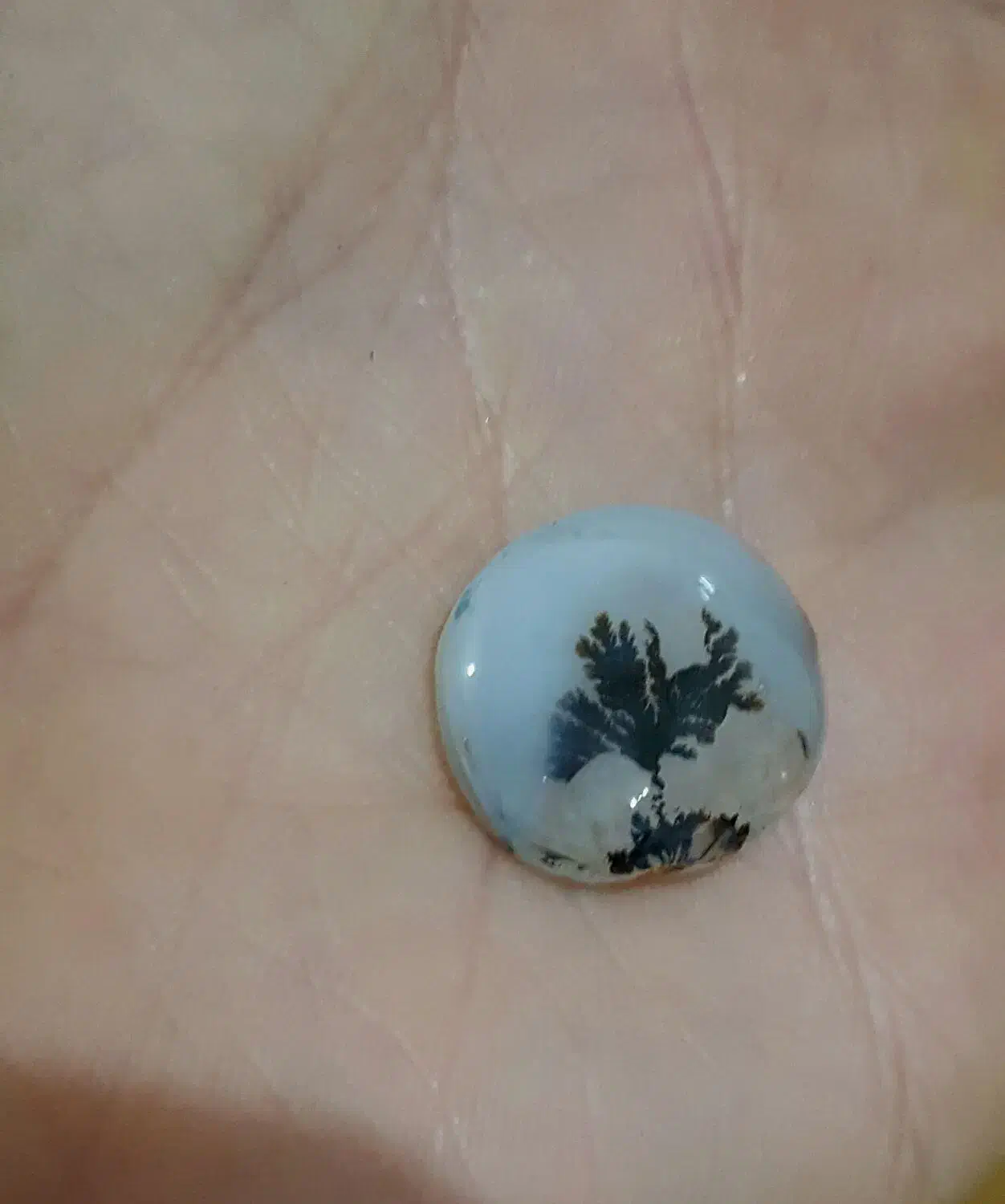 شجر تک درخت قاعن|جواهرات|اردبیل, |دیوار