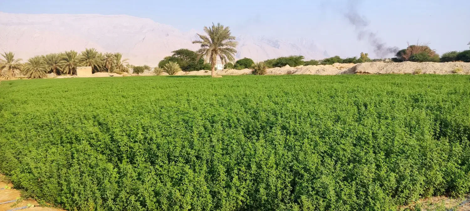 فروش یونجه سبز|خدمات باغبانی و درختکاری|خورموج, |دیوار