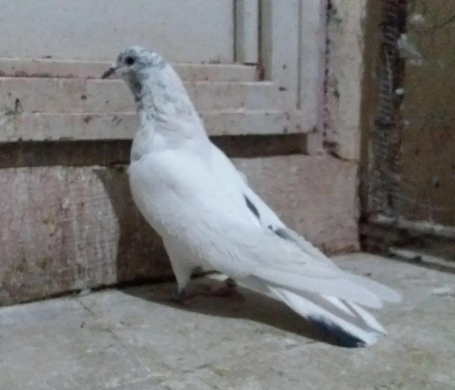 کبوتر پرشی نر و یاهو|پرنده|قم, شهرک سازمان آب|دیوار