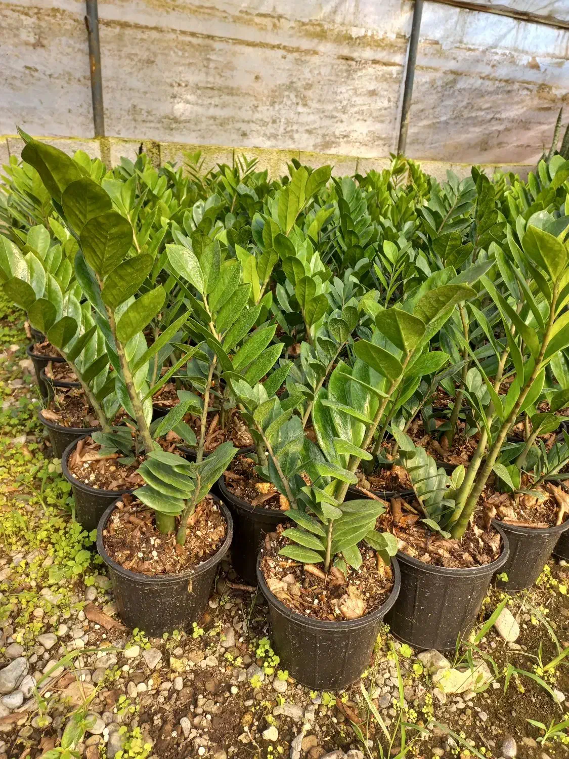 فروش تعداد زاموفیلیا|گل و گیاه طبیعی|شیرود, |دیوار