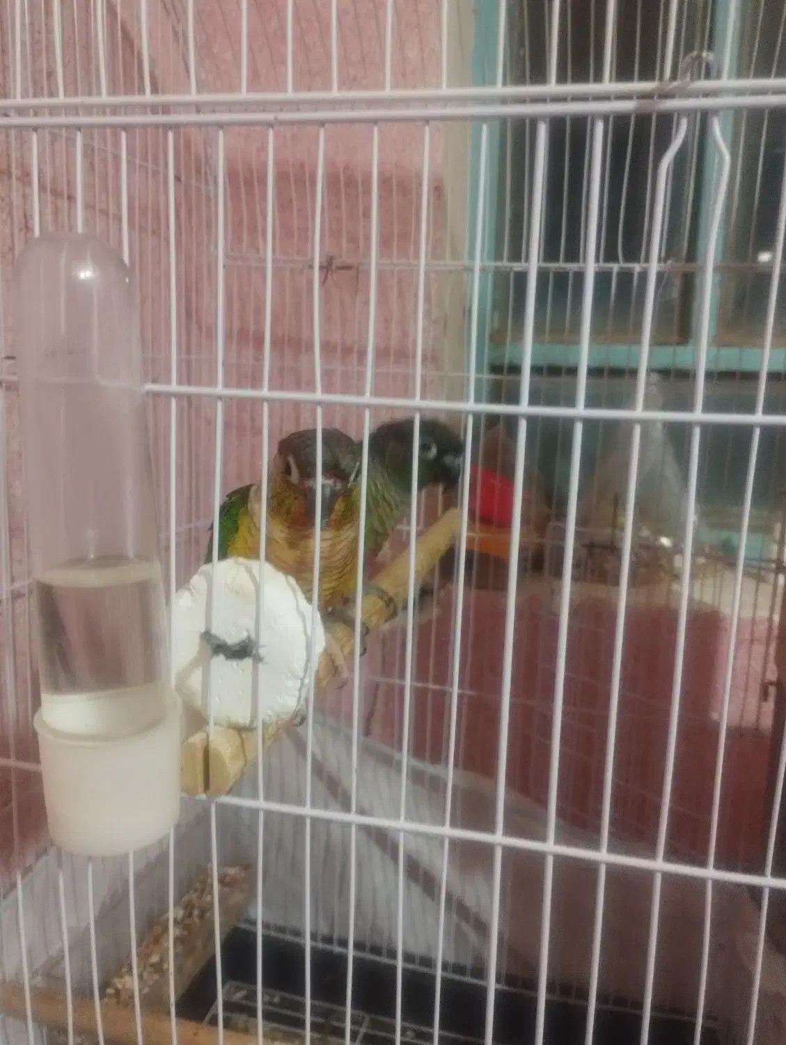 کاملان سالم ورام|پرنده|اردکان, |دیوار