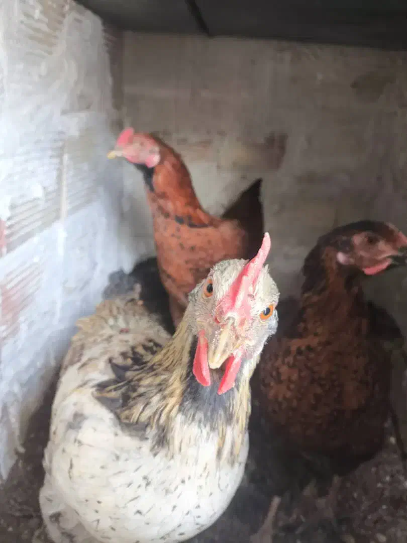 مرغ محلی تخمگذار و خروس محلی|حیوانات مزرعه|وحیدیه, |دیوار