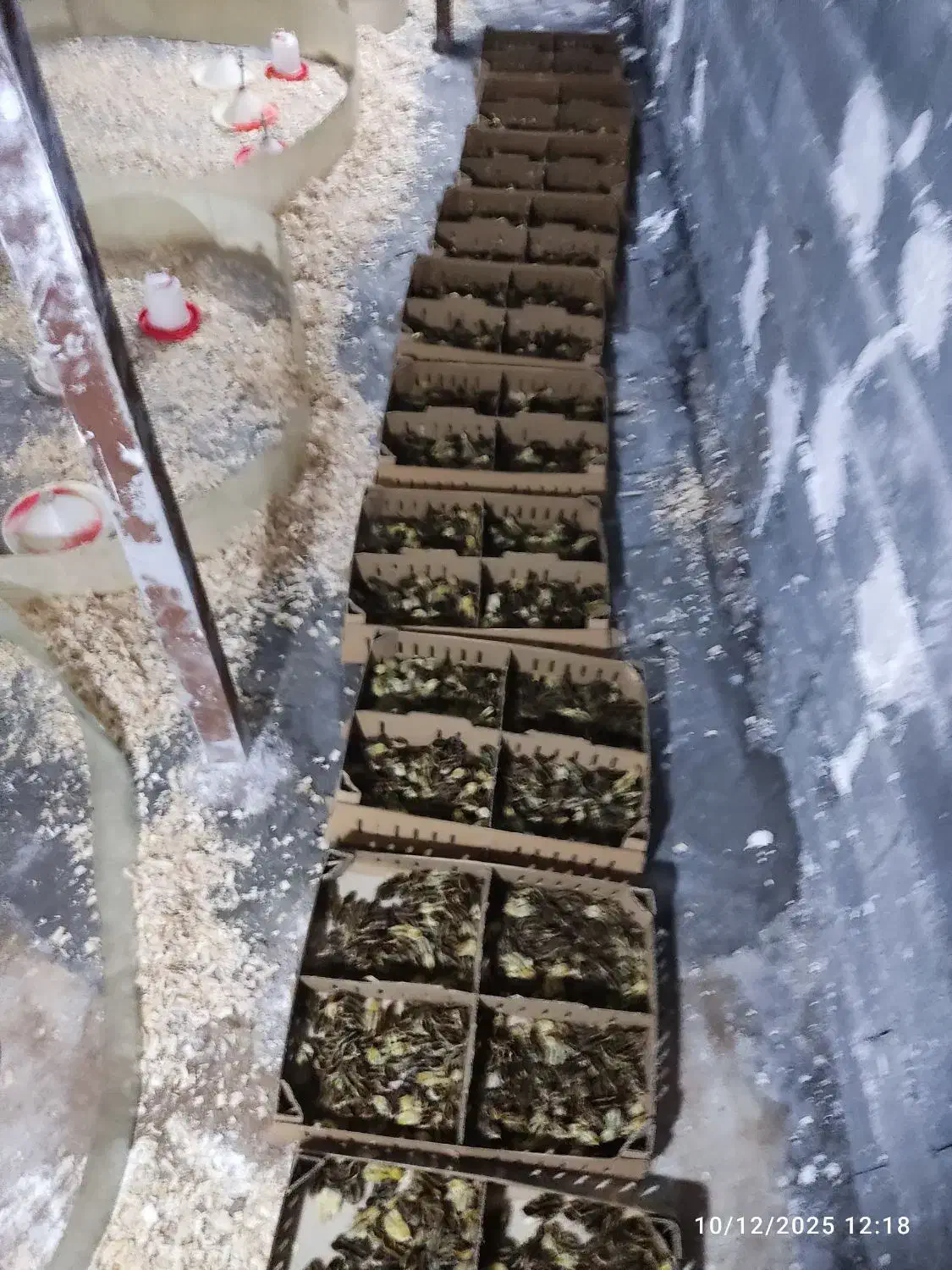 فروش جوجه بلدرچین اصل ژاپنی|حیوانات مزرعه|اطاقور, |دیوار