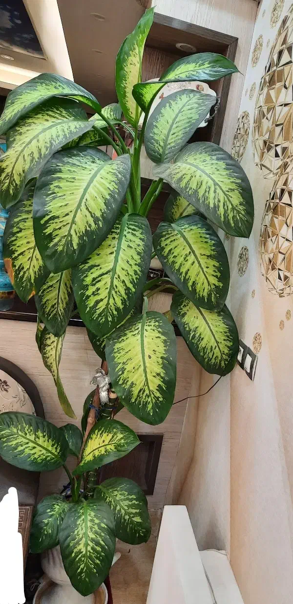 دیفن باخیا ( ۲متری)|گل و گیاه طبیعی|مراغه, |دیوار