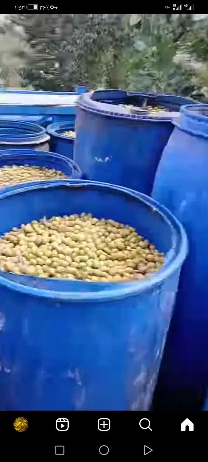 خیارشور ترشیجات زیتون|خوردنی و آشامیدنی|مشهد, حجت|دیوار