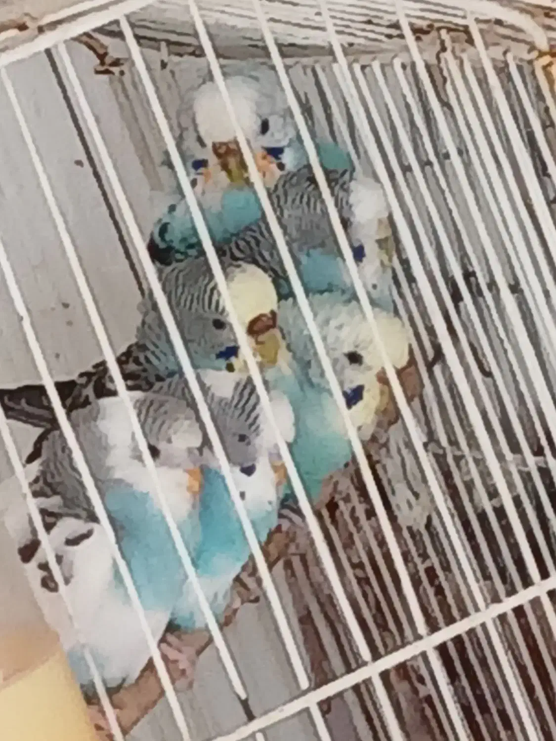 مرغ عشق ذات دار|پرنده|مهریز, |دیوار