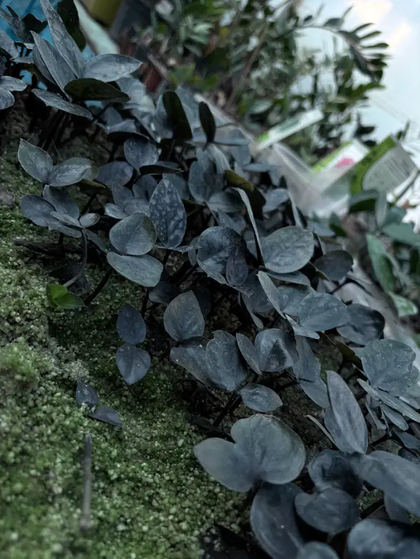 سوپر بلک دو برگ|گل و گیاه طبیعی|قائمشهر, |دیوار