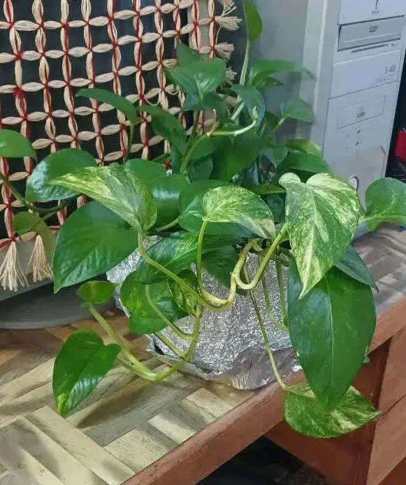 پتوس|گل و گیاه طبیعی|کاشان, الغدیر|دیوار