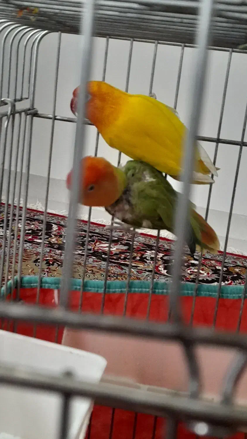 طوطی برزیلی اوپال|پرنده|گیلان غرب, |دیوار