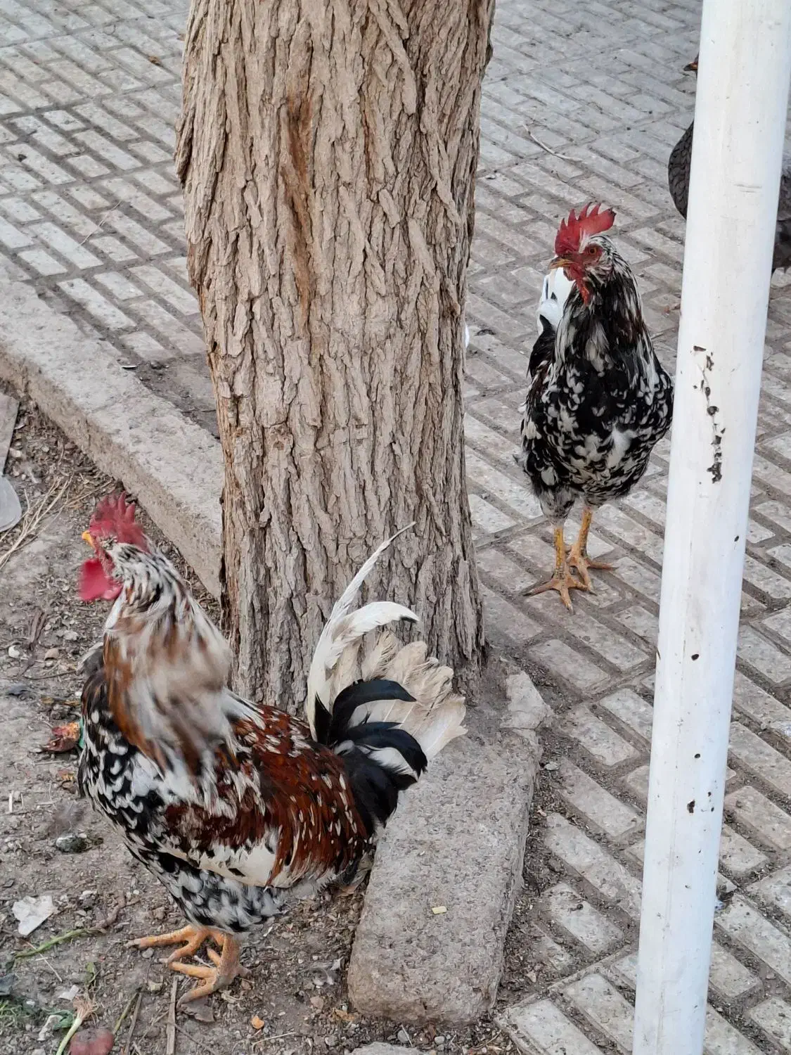 خروس|حیوانات مزرعه|شاهین‌شهر, عطار|دیوار