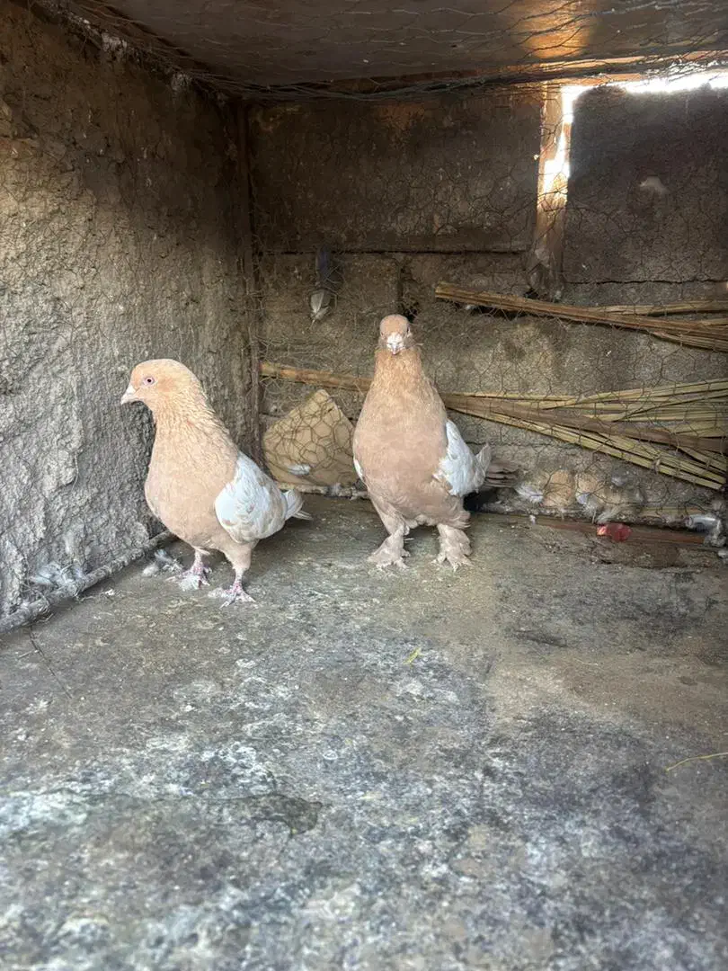 سلام نر ماده سین زرد|پرنده|کرمان, |دیوار