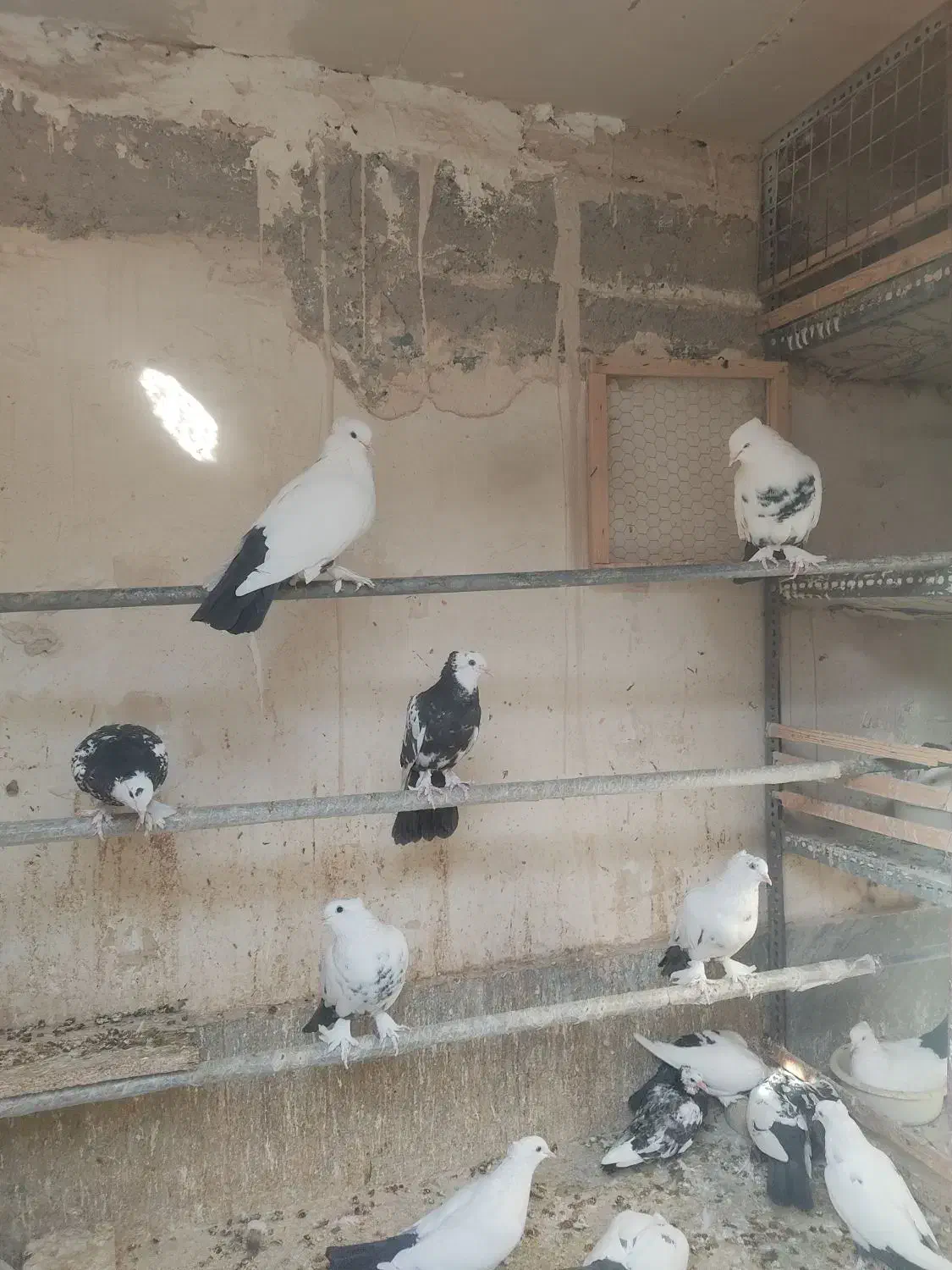 کبوتر دم سیاه. رنگی|پرنده|قم, شهرک مهدیه (مدرس)|دیوار