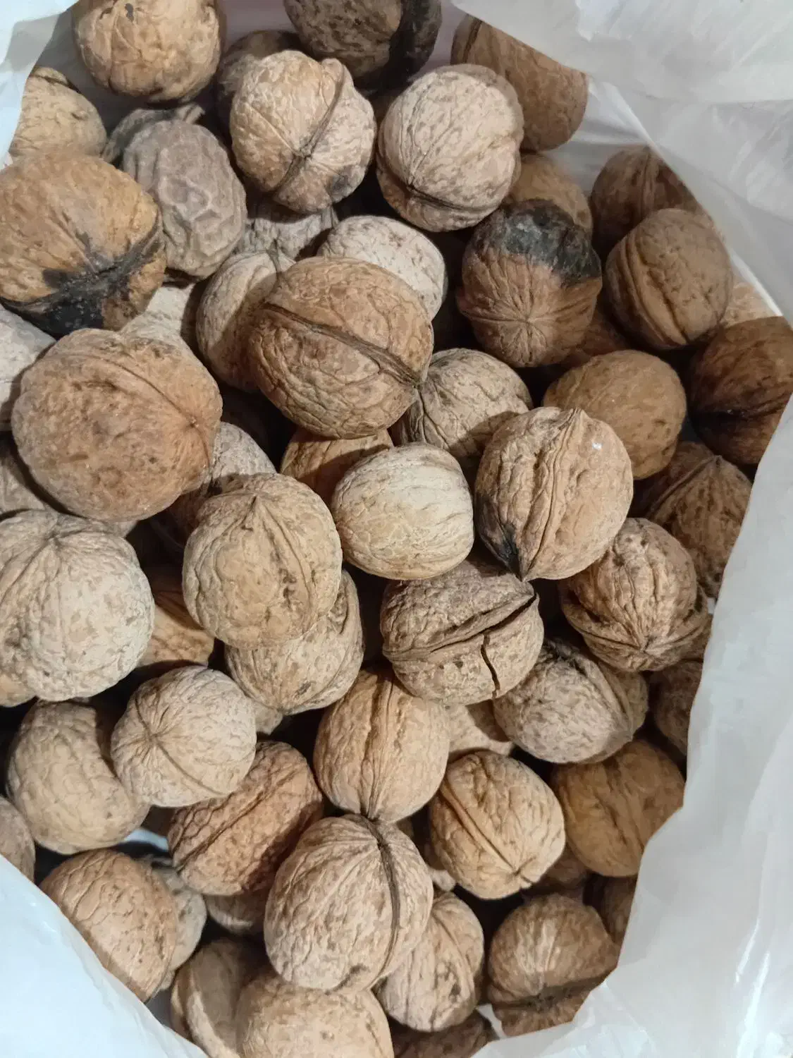 گردو|خوردنی و آشامیدنی|شیراز, فخرآباد (دروازه کازرون)|دیوار