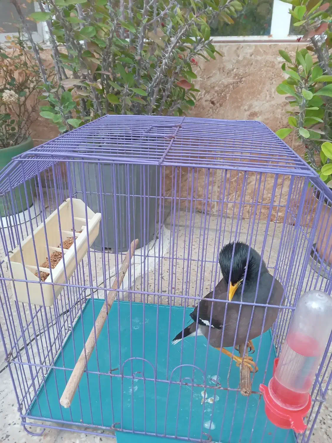 فروش مرغ مینا افغان با قفس|پرنده|شیرگاه, |دیوار