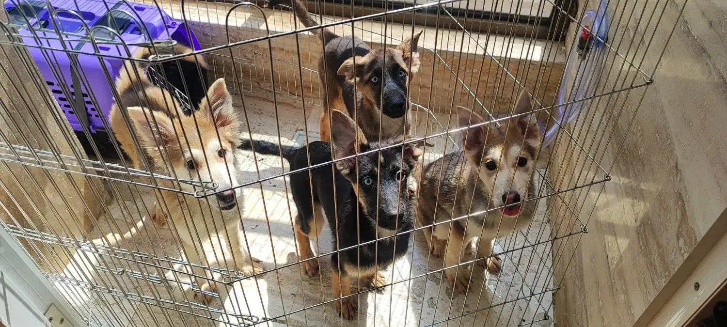 ژرمن هاسکی|سگ|کیش, |دیوار