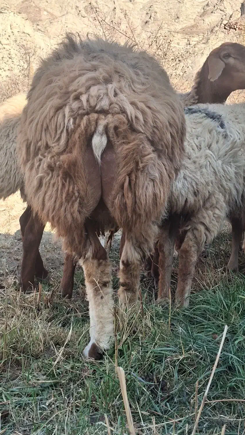 مغانی اصلاح نژاد همو|حیوانات مزرعه|کلات (خراسان), |دیوار