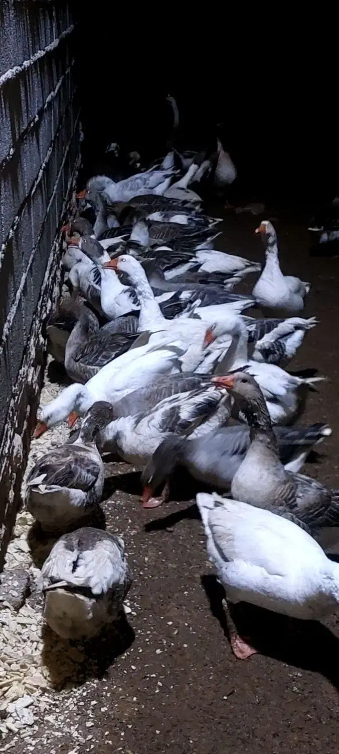 غاز فروشی|حیوانات مزرعه|نصر آباد, |دیوار