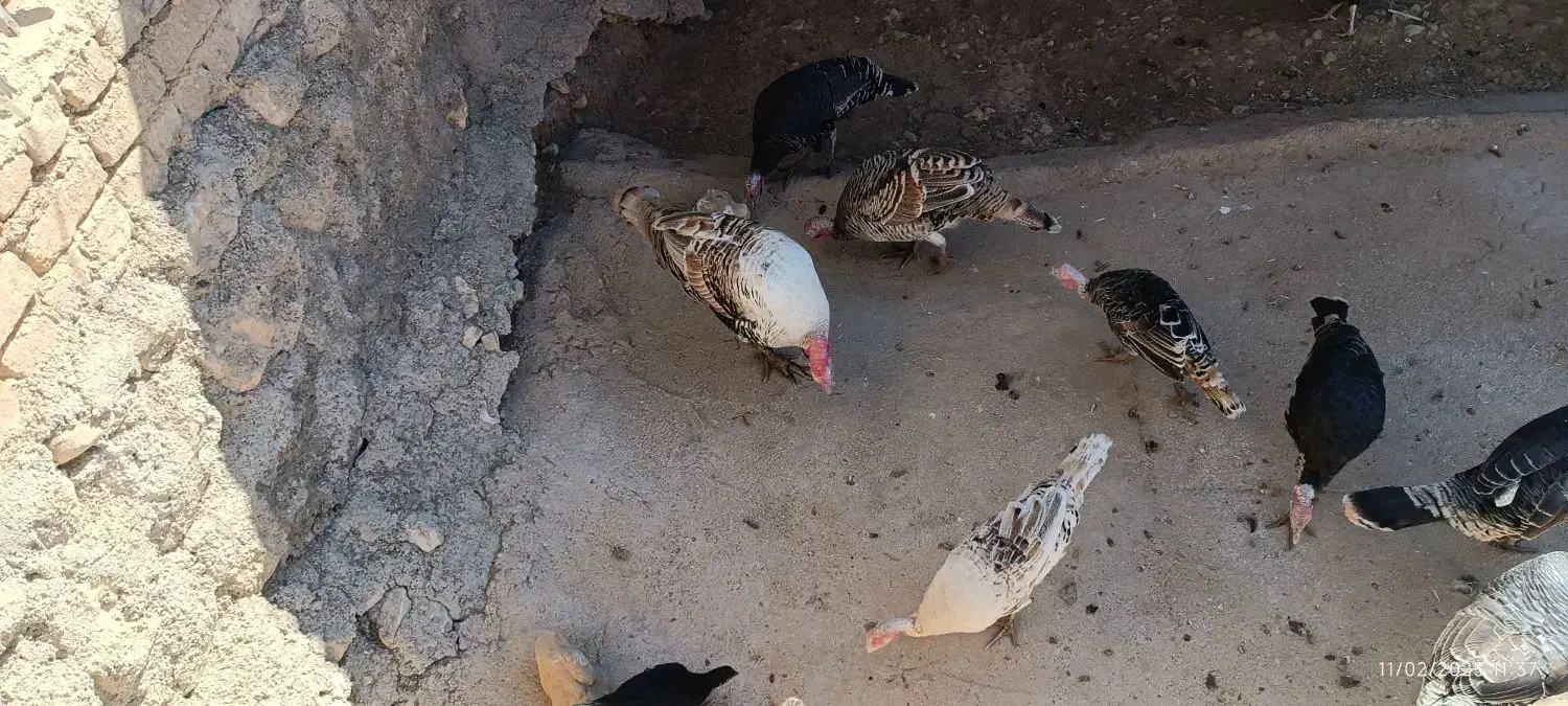 بوقلمو|حیوانات مزرعه|گوآور, |دیوار