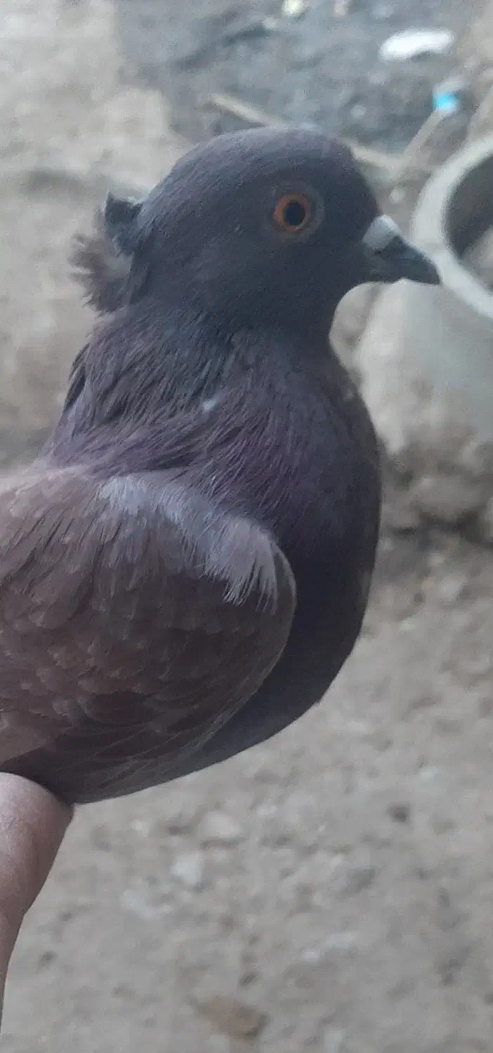 کفتر پرشی|پرنده|موگوئی, |دیوار