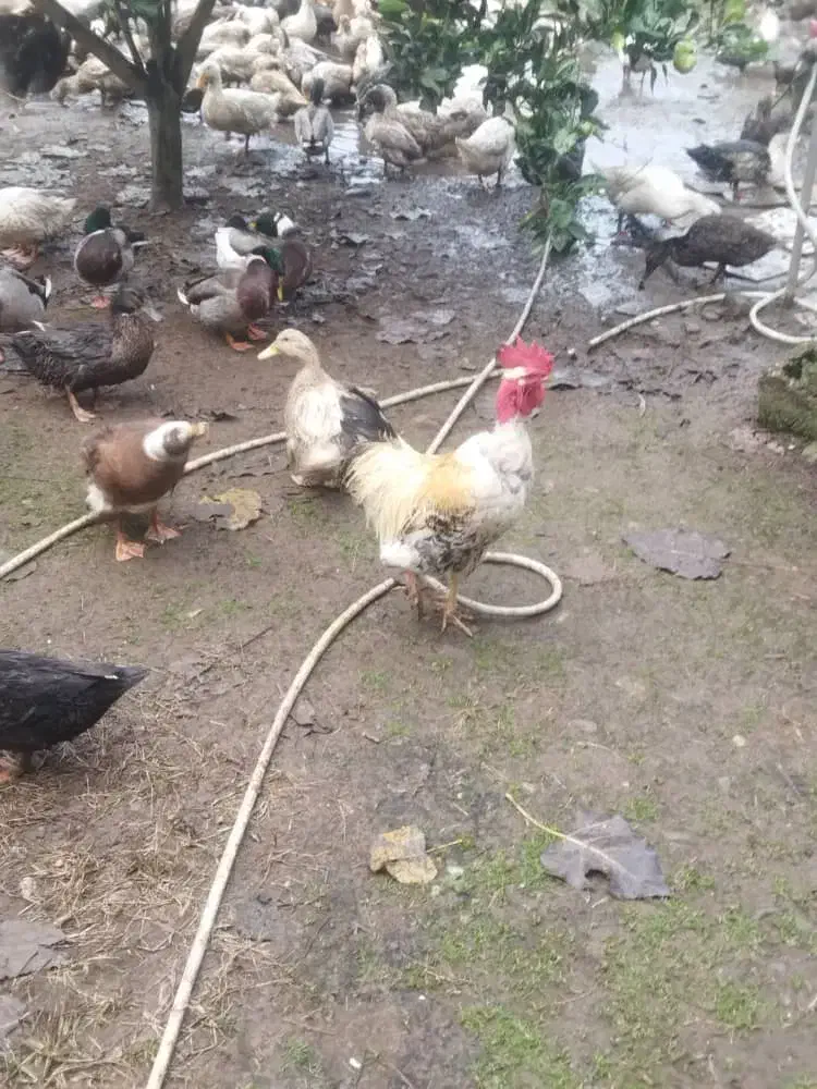 فروش کلی و تکی اردک محلی،پکنی،هوایی|حیوانات مزرعه|رودسر, |دیوار