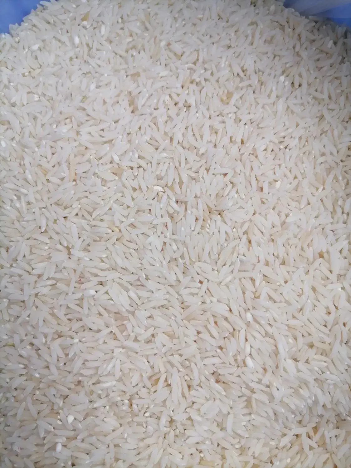 برنج طارم هاشمی|خوردنی و آشامیدنی|قائمشهر, |دیوار