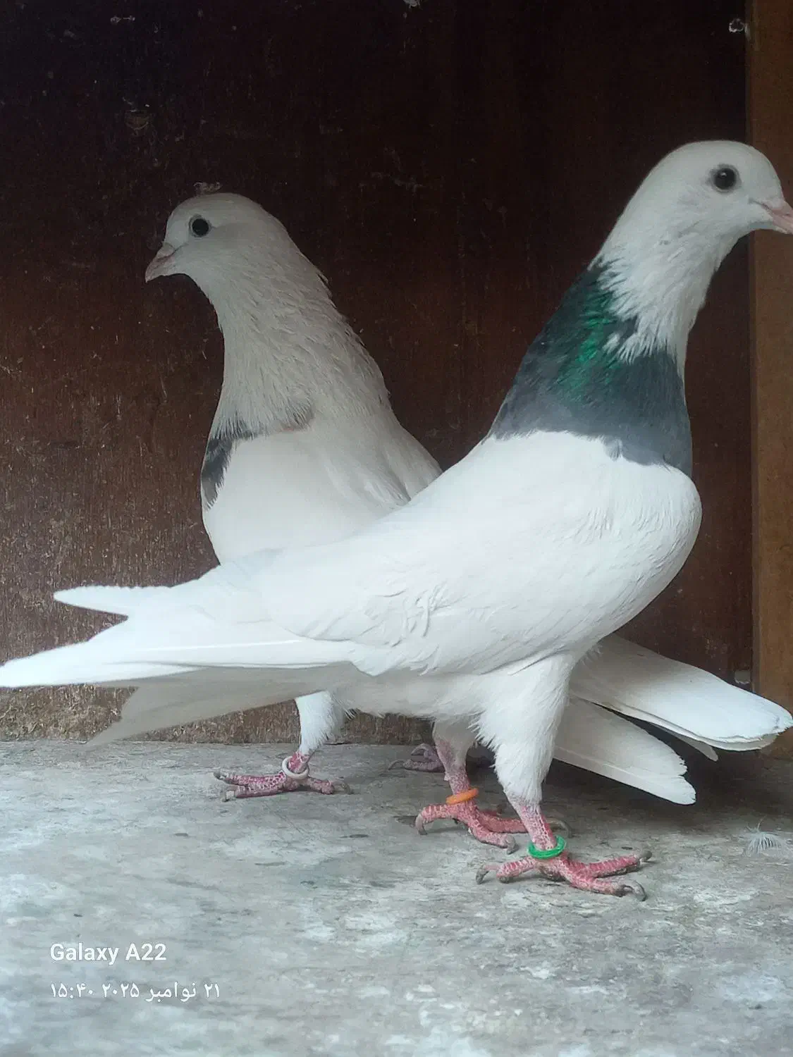 طوقی مهر زینتی|پرنده|ری, اقدسیه|دیوار