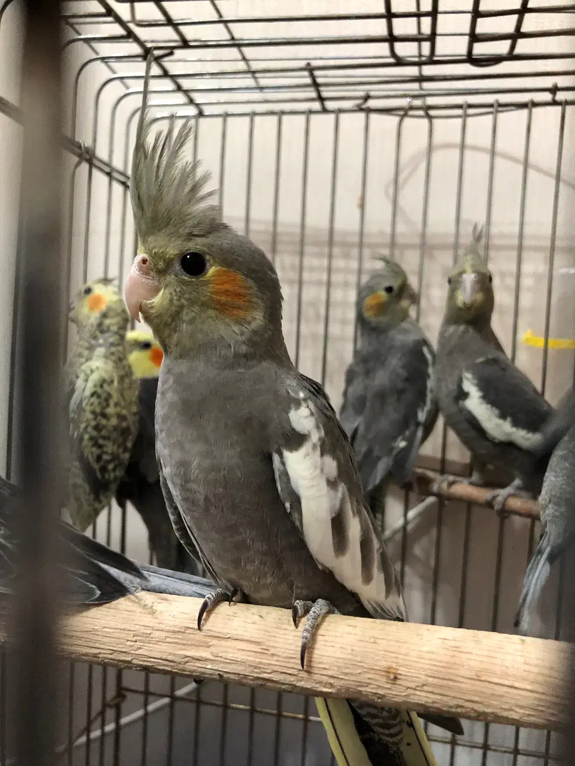 عروس هلندی جوجه|پرنده|تهران, زرکش|دیوار