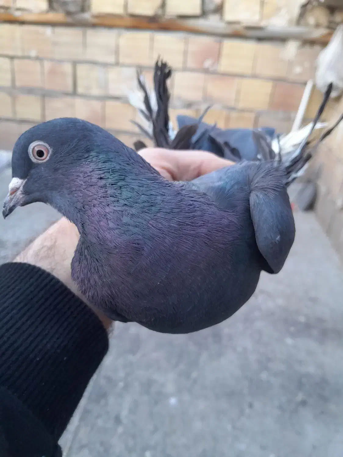 کبوتر.|پرنده|تبریز, |دیوار