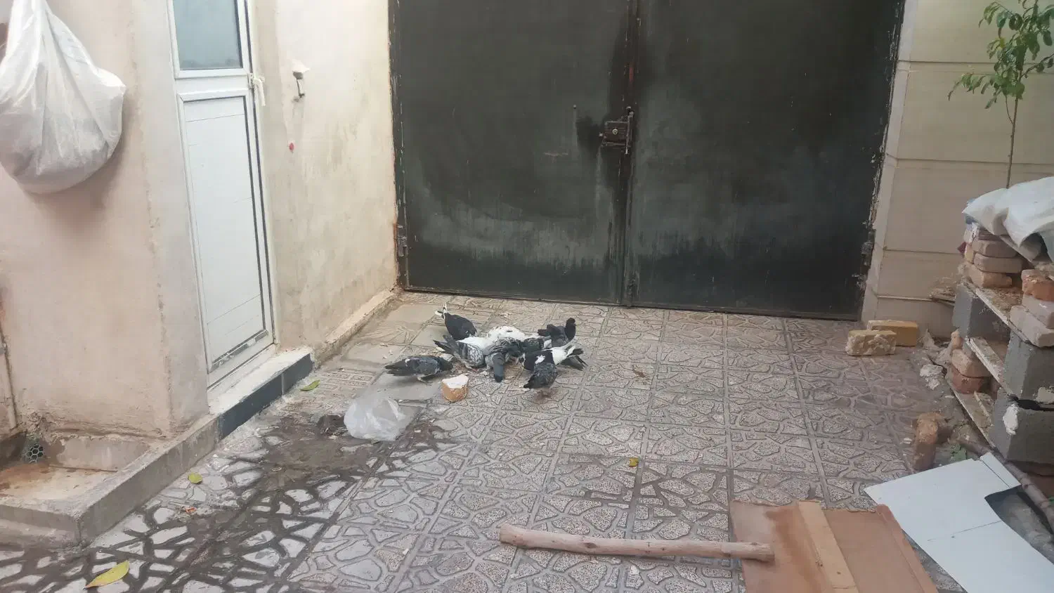 ۱۲کبوتر سالم و سرحال و تخم گذار|پرنده|ایوان, |دیوار