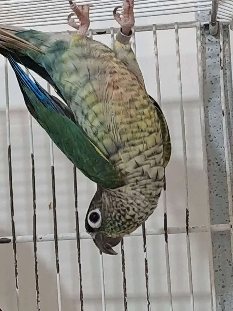 تعدادی گرینچیک نر بالغ|پرنده|قدس, شهرقدس|دیوار