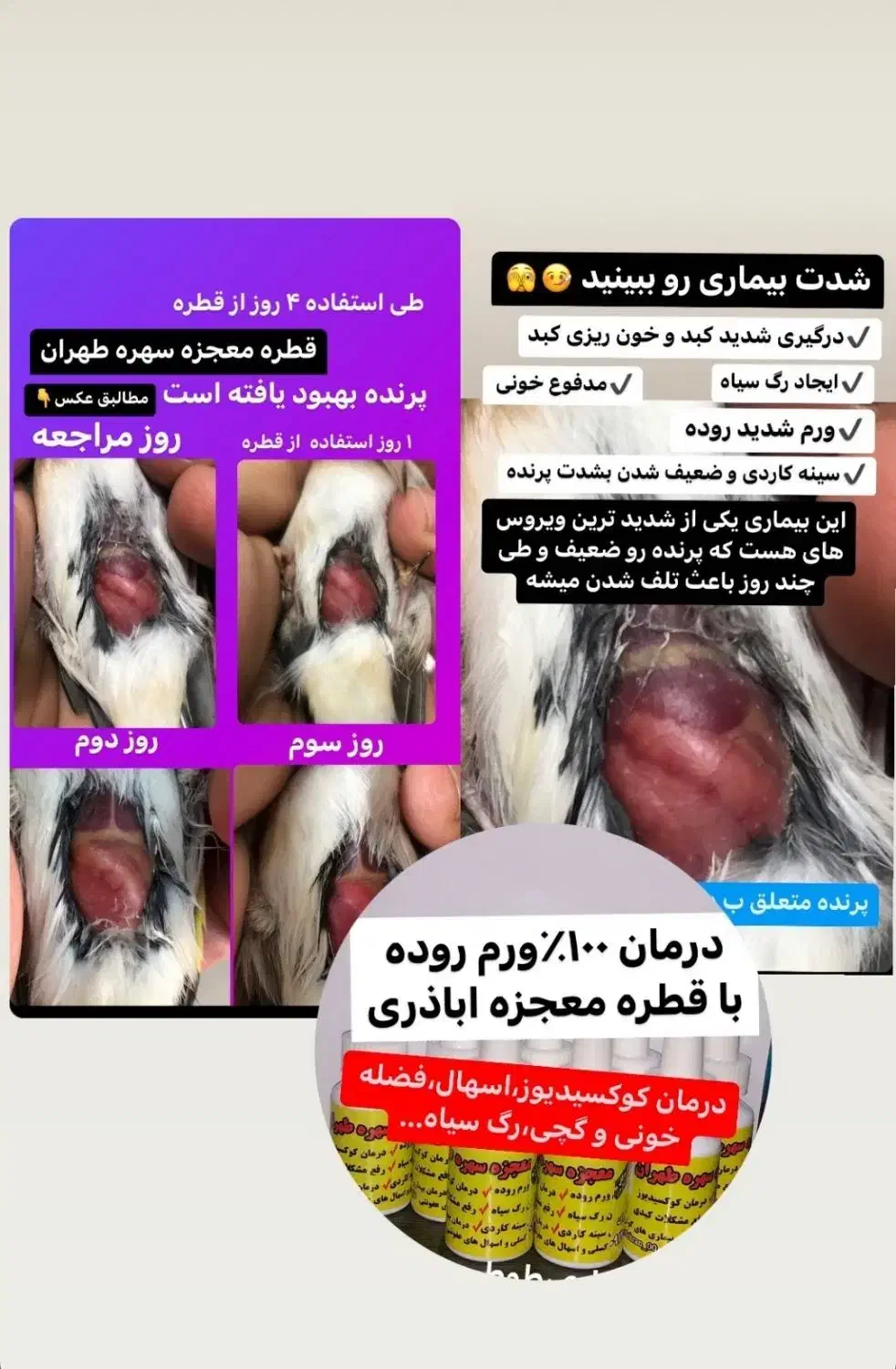 سهره قناری گلدین کبوتر کاسکو|لوازم جانبی حیوانات|شیراز, احمدآباد|دیوار