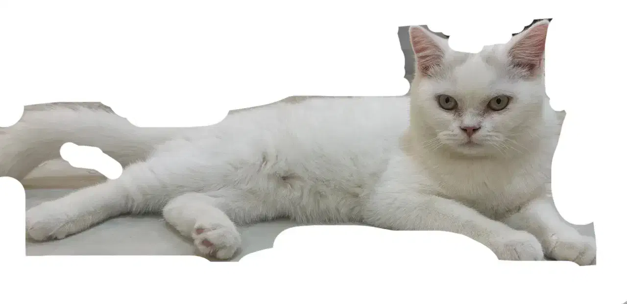 گربه|گربه|زاهدان, |دیوار