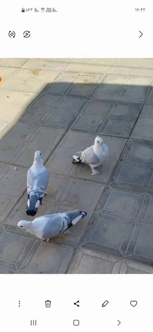 کفتر|پرنده|یاسوج, |دیوار