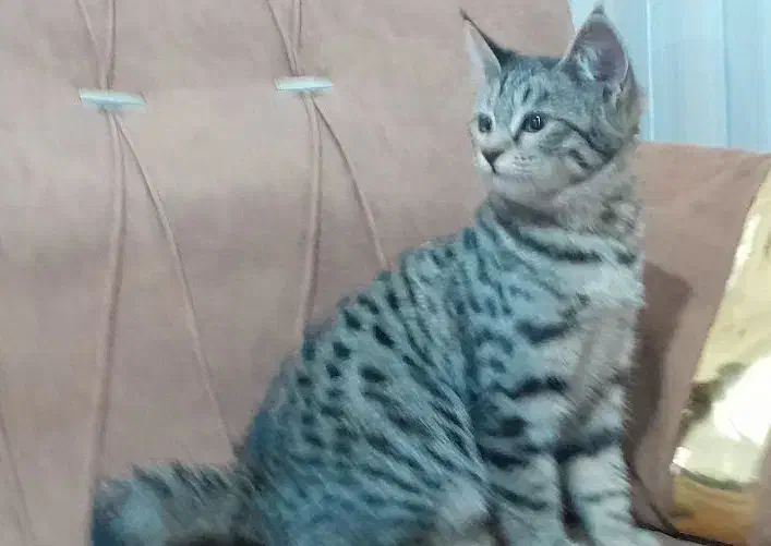 بچه گربه|گربه|شیروان (خراسان), |دیوار