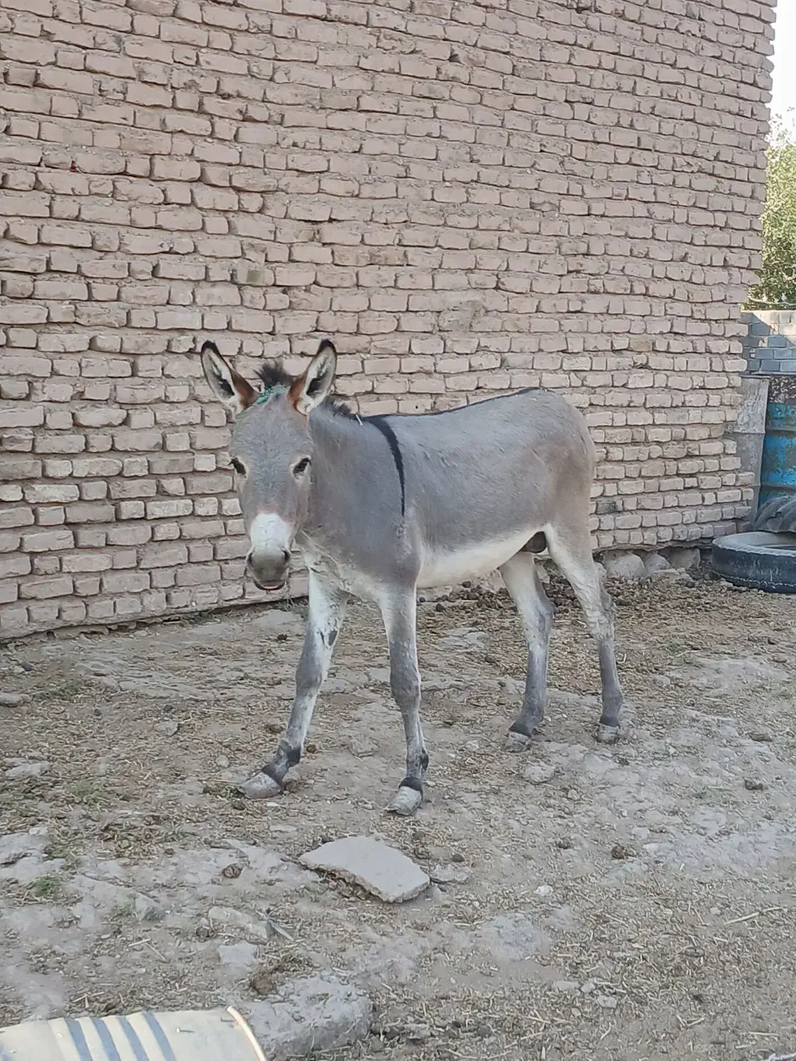 الاغ نر میش و بز|حیوانات مزرعه|گرمسار, |دیوار