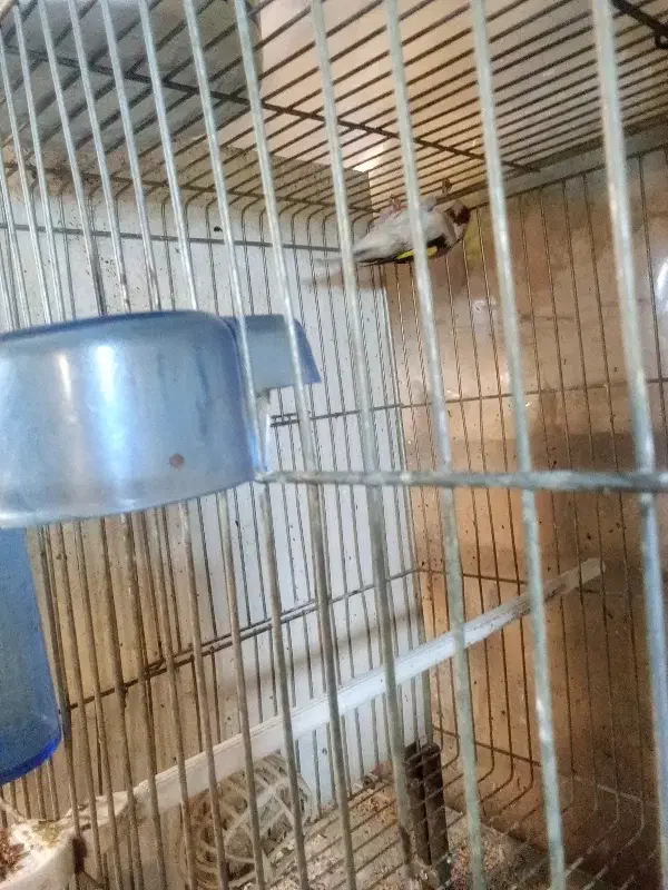 سره|پرنده|خمینی‌شهر, |دیوار