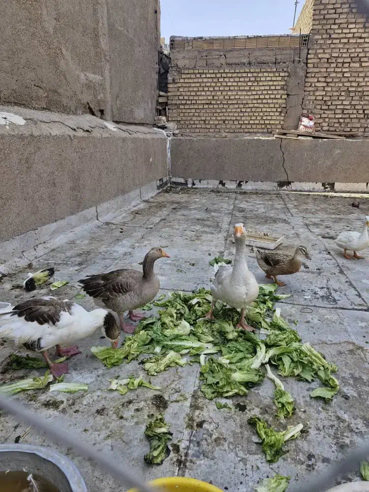 فروش غاز و اردک|حیوانات مزرعه|آبادان, |دیوار