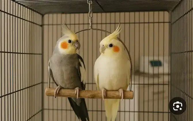 عروس هلندی سخنگو پیداشده|حیوانات|محمدشهر, عباس آباد|دیوار